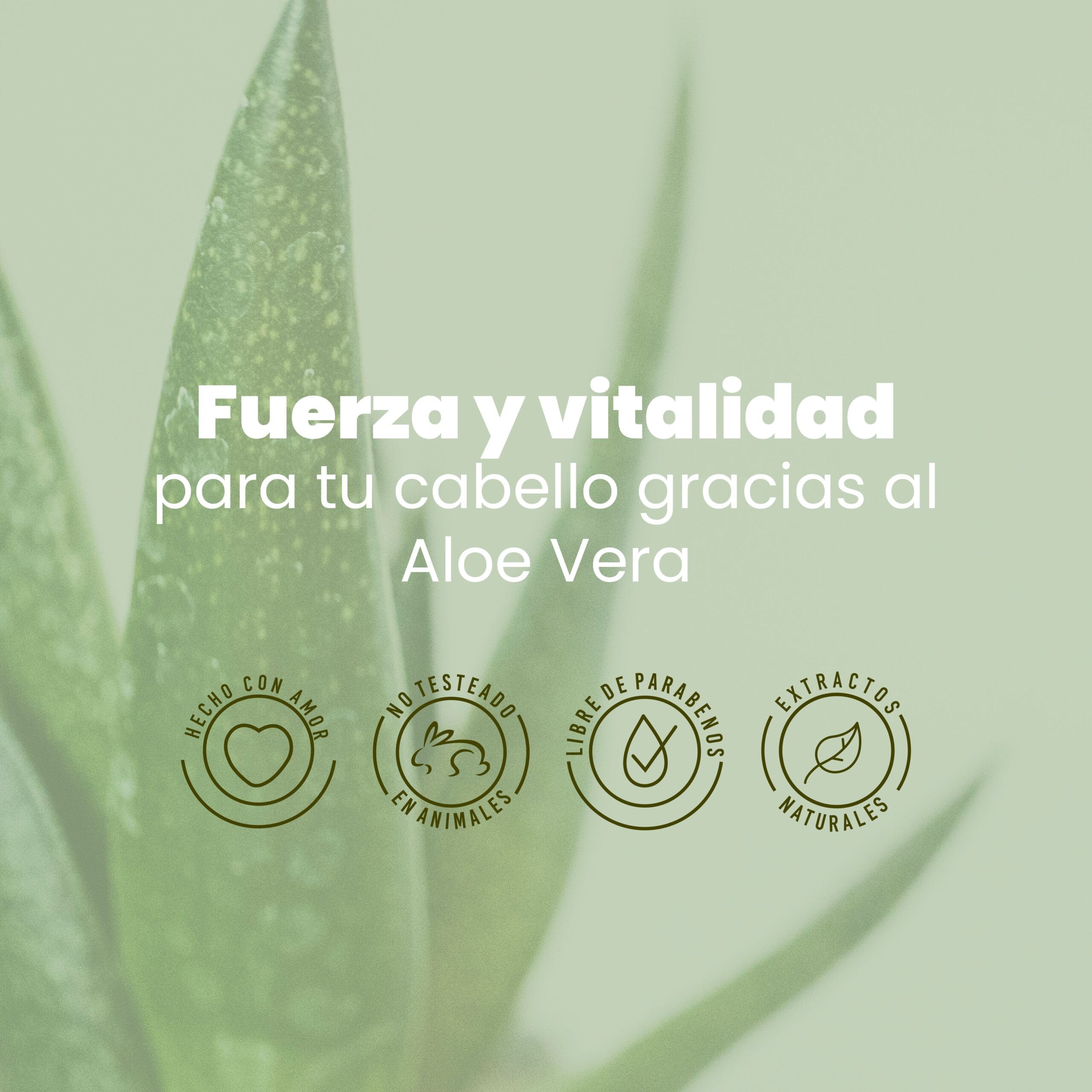 Shampoo Aloe Vera Anyeluz X500 Ml - Image 4